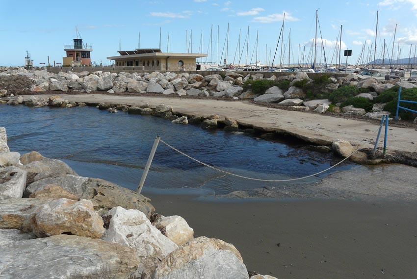 Rio Salivoli (Piombino) - rospi smeraldini in citt!